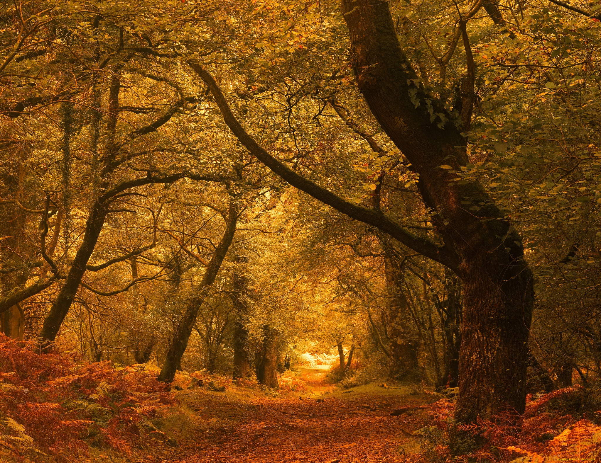 , , , , , exmoor, horner, woods, , england